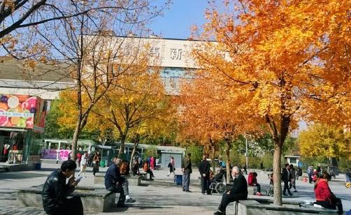 太原服裝城老年活動(dòng)中心秋色宜人，放眼望去一片金黃 新聞資訊 第1張